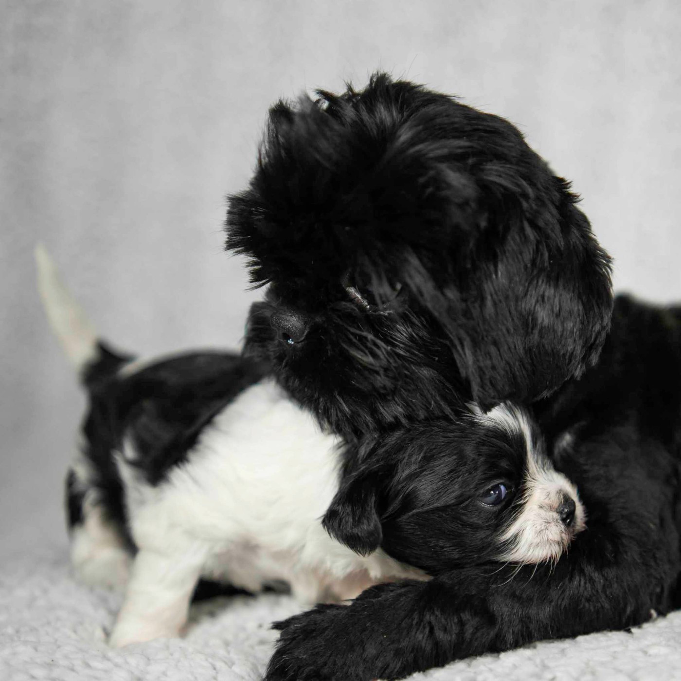 Uma Du Domaine Du Jardin Des Roses